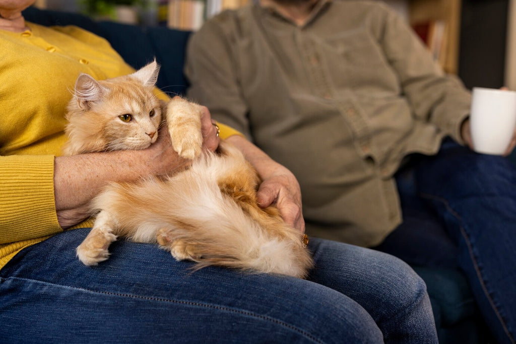 Strengthening the Bond: Ways to Bring Your Pet Closer to You