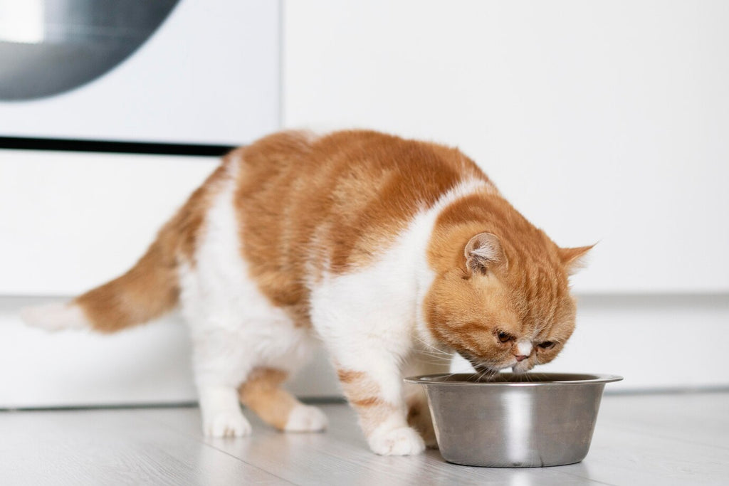 Quench Their Thirst: Ensuring Your Pet Stays Hydrated